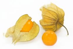 Physalis