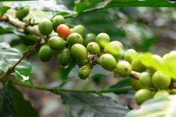 Kaffeepflanze mit Kaffeekirschen