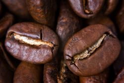 Die Kaffeebohne