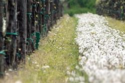 Friulanische Weinberge