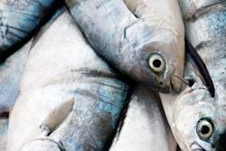 Frischer Fisch