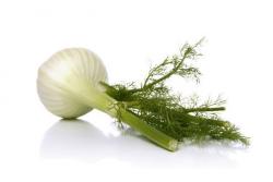 Fenchel