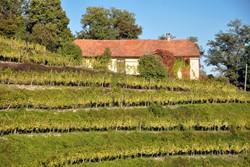 Weingut in der Slowakei Weingut in der Slowakei