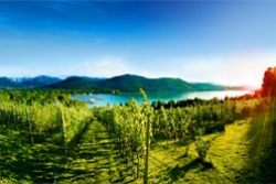 Weinbau in Kärnten Weinbau in Kärnten