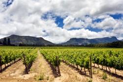 Weinregion Südafrika Weinregion Südafrika