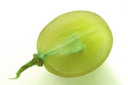 Weintraube aufgeschnitten Weintraube aufgeschnitten