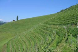 Weinbaugebiet Steiermark