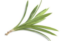 Pandan (Bai Toey)