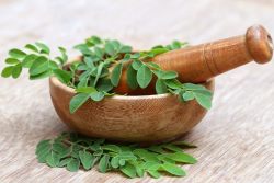 Moringa Moringa