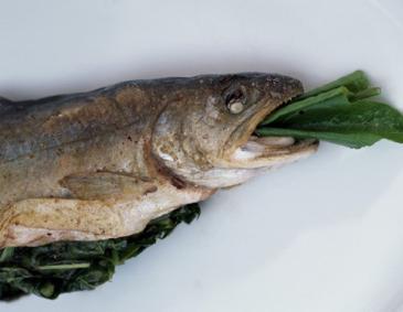 Saibling gefüllt mit Sauerampfer Saibling gefüllt mit Sauerampfer