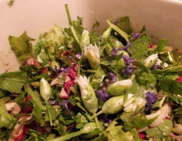 Frühlings-Wildkräutersalat Frühlings-Wildkräutersalat