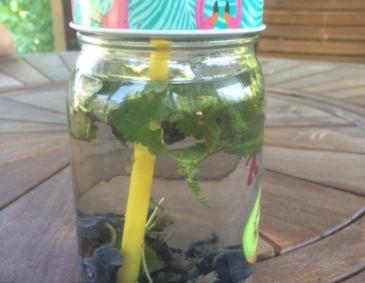 Detoxwasser mit Heidelbeeren Detoxwasser mit Heidelbeeren