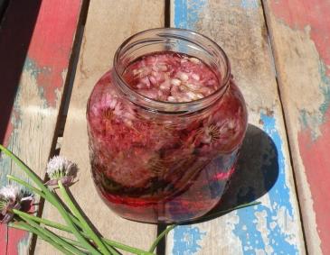 Schnittlauchblüten Essig Schnittlauchblüten Essig