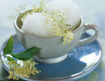 Holunderblüten Rezepte Holunderblüten Rezepte