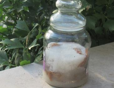 Tannenwipferl-Sirup Tannenwipferl-Sirup