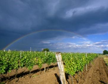 Austrian Wine: Regions & Grape Varieties