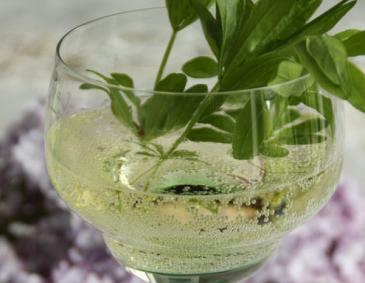 Waldmeister-Bowle mit frischem Waldmeister Waldmeister-Bowle mit frischem Waldmeister
