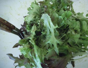 Sommerlicher Salat mit Balsamicodressing Sommerlicher Salat mit Balsamicodressing