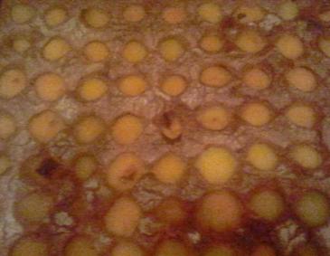 Marillenkuchen vom Blech Marillenkuchen vom Blech