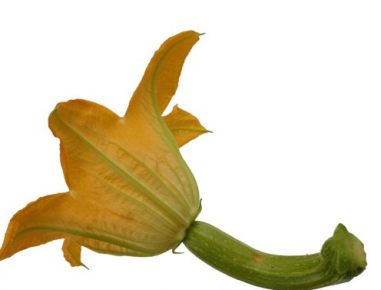Gefüllte Zucchiniblüte á la Sacher