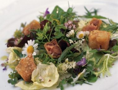 Ochsenschwanz-Pralinen auf Wiesenkräutersalat