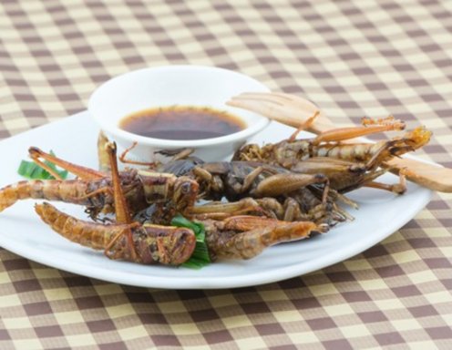 Insekten essen? Insekten essen?