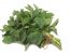 Frischer Oregano
