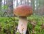 Pilz im Wald