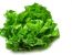 Kopfsalat