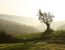 Landschaft mit Olivenbaum