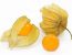 Physalis
