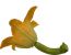 Gefüllte Zucchiniblüte á la Sacher