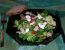 Blattsalat mit Schinken und Champignon