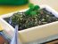 Steirisches Pesto