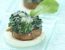 Gratinierte Philadelphia-Spinat-Champignons