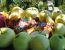 Topfen-Apfel-Schnitten