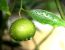 Limette am Baum