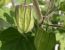 Physalis