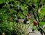 Tamarillo am Strauch