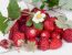 Erdbeeren