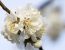 Marillenblüte