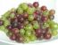 Stachelbeeren in grün und rot