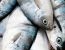 Frischer Fisch
