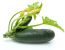 Zucchini