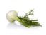 Fenchel