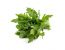 Rucola