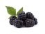 Brombeeren