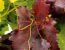 Weinblatt in Weingarten