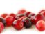 Cranberry 