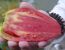 Tomate 